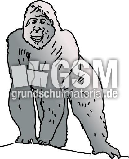 Gorilla.jpg